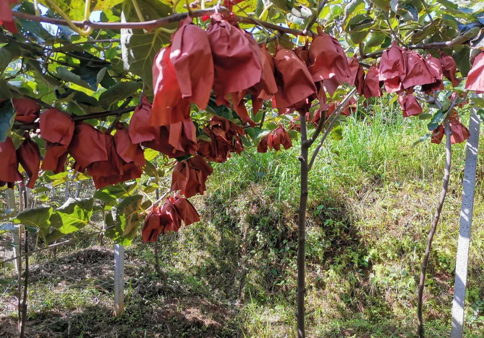  广元红心猕猴桃自家果园 现摘现发 8月20日左右采摘发货