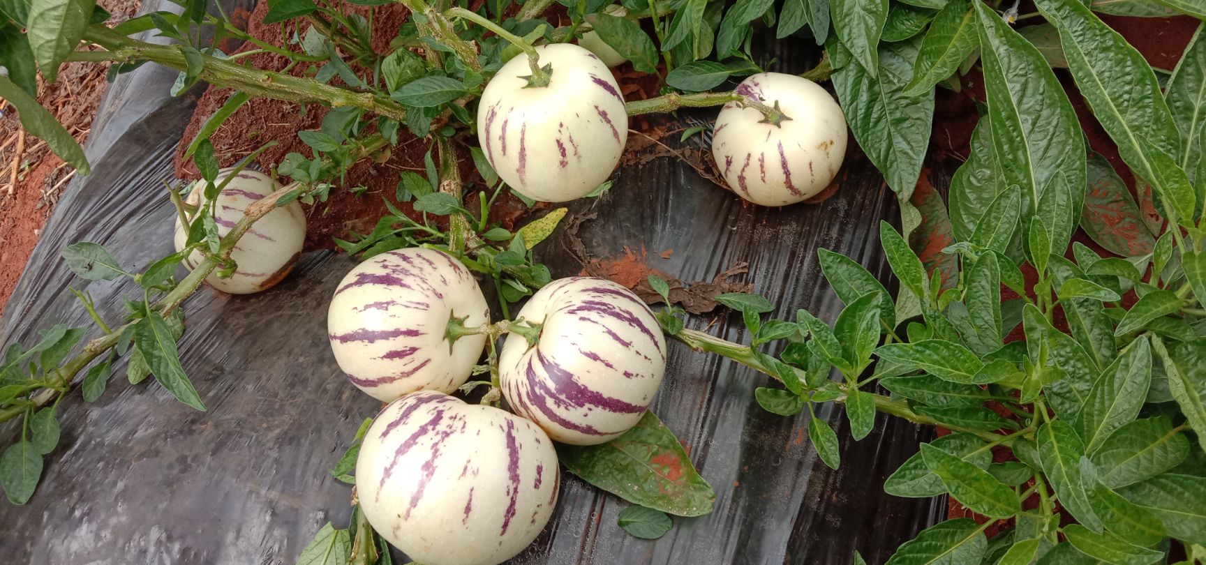 圆果人参果 2 - 3两以上