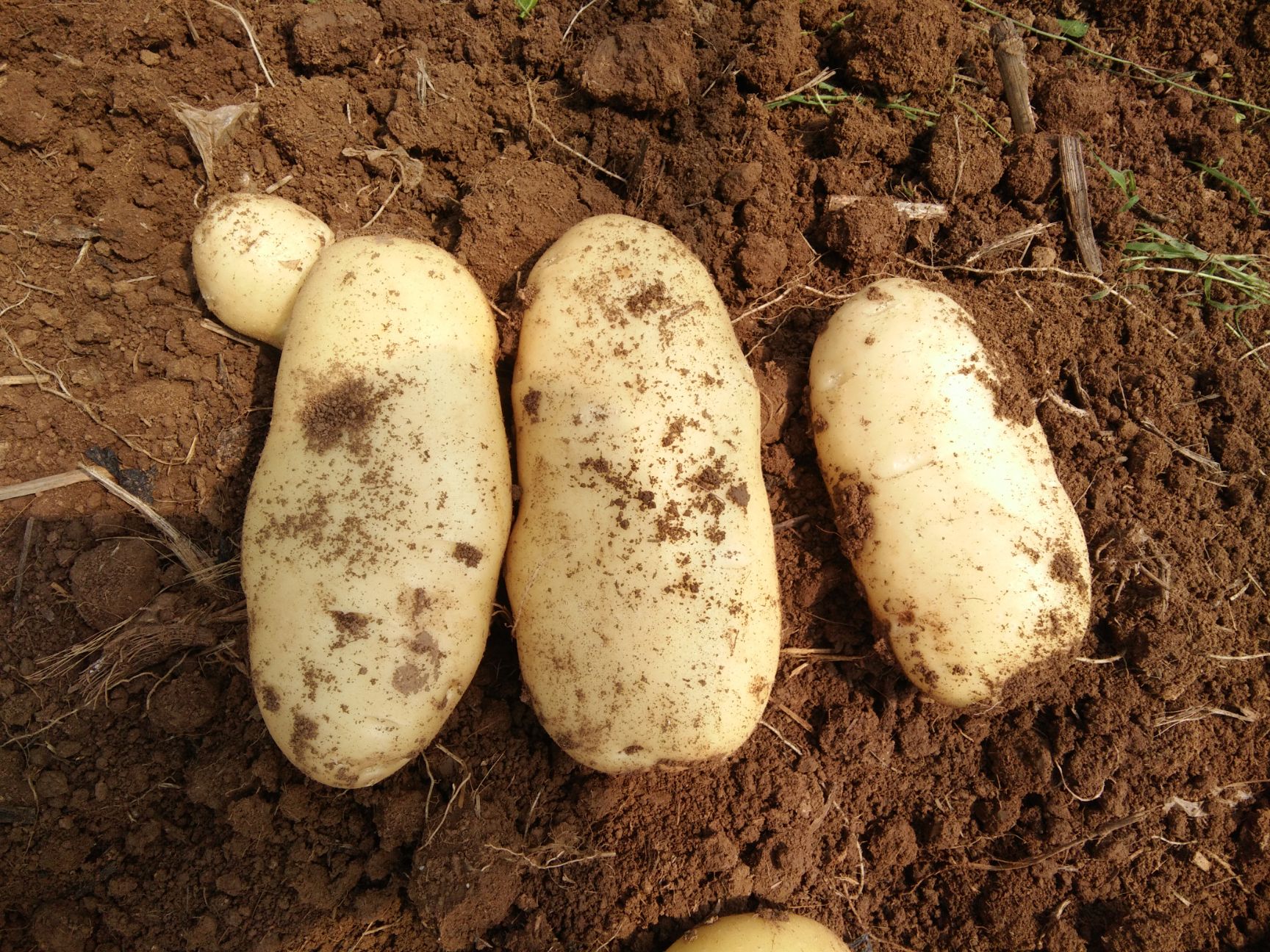 山东平阴大量供应荷兰十五土豆，质量一流，规格齐全，欢迎前来