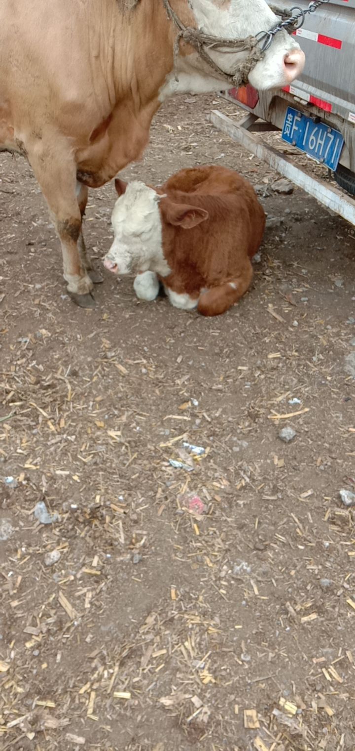 肉牛  正宗西门塔尔牛高山放养货源充足，需要的老板请联系