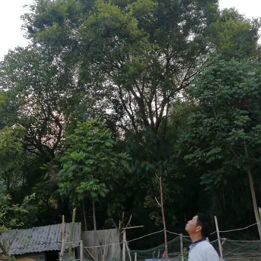 贵港 各种规格朴树出售