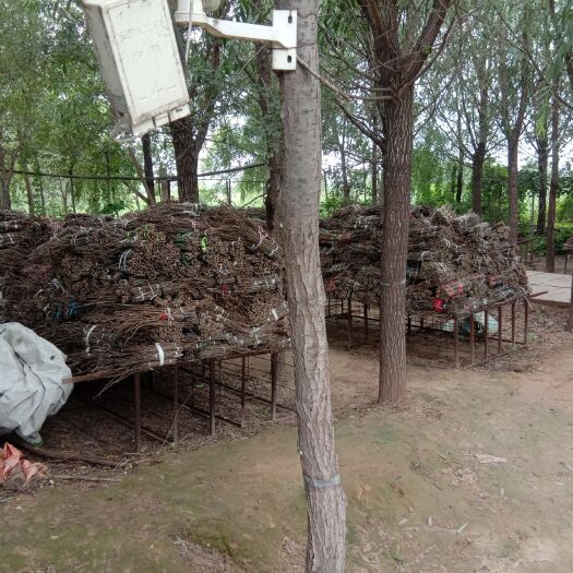 无棣县金蝉 一手货源，量大，优质白蜡卵枝，质量有保障，欢迎朋友们前来订购
