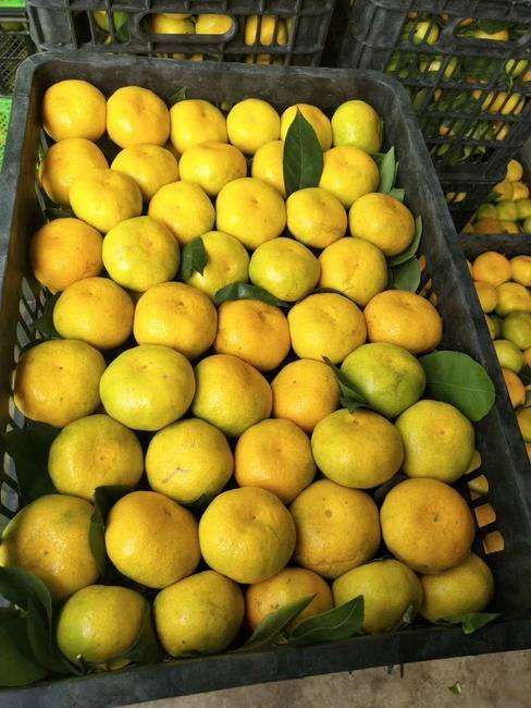 宜昌蜜桔  橘子   山地柑橘