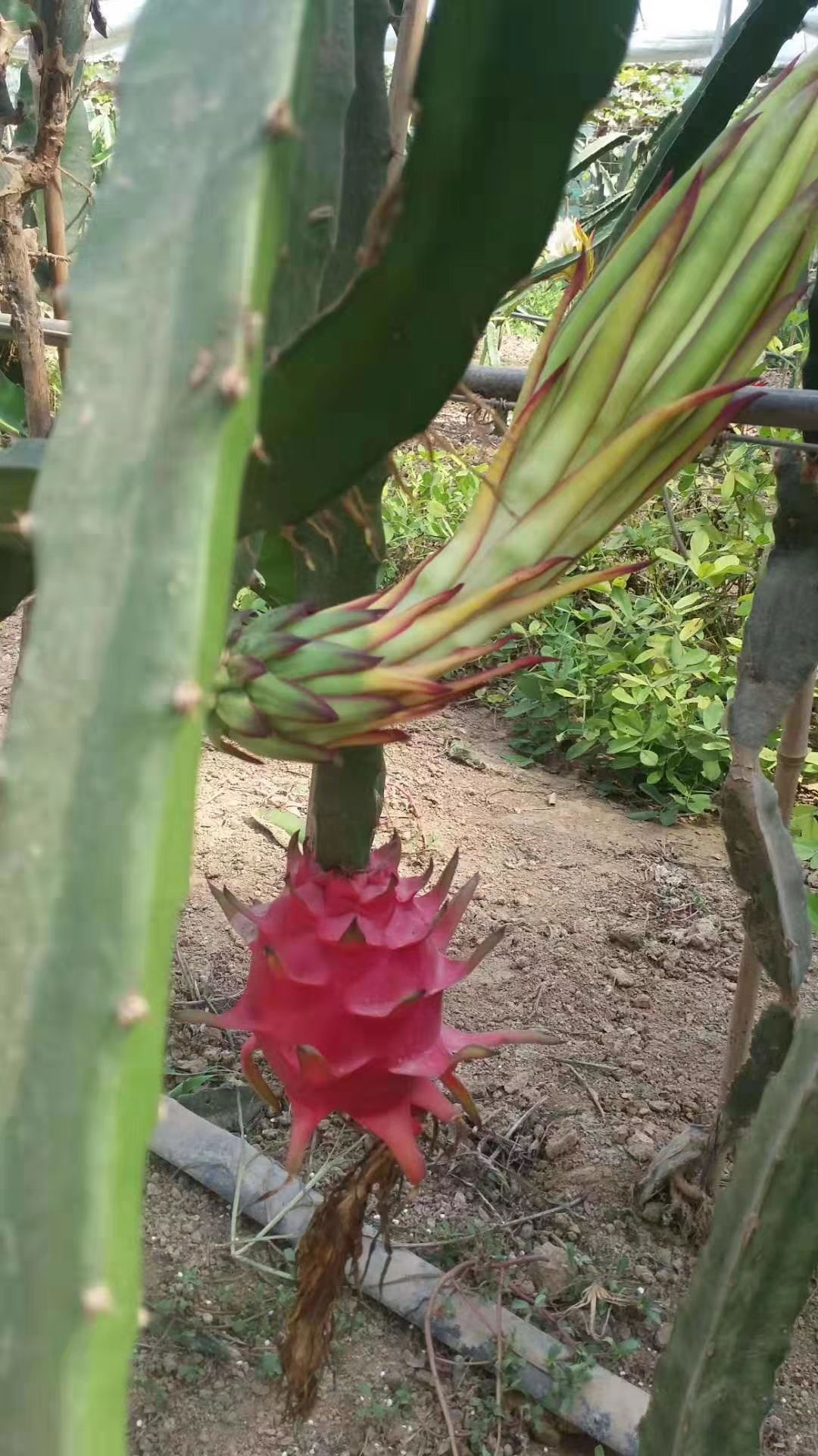  蜜宝红芯火龙果，自家种植滴！