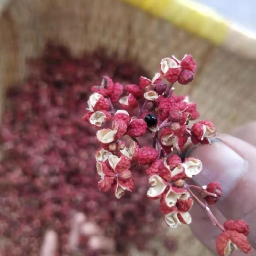 芮城县大红袍花椒 2020芮城特级大红袍特香超麻量大