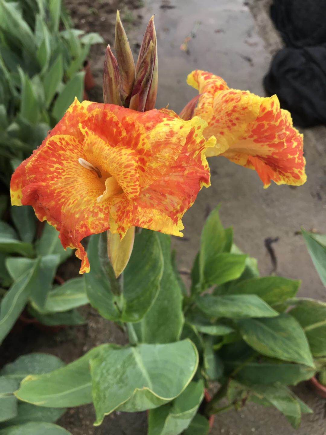 红花美人蕉  美人蕉盆栽多色多分枝花色丰富艳丽多年生草本植物根系发达