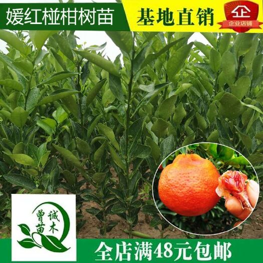 简阳市媛红碰柑苗  媛红椪柑嫁接苗，媛红椪柑柑橘苗四川基地直销可视频看货