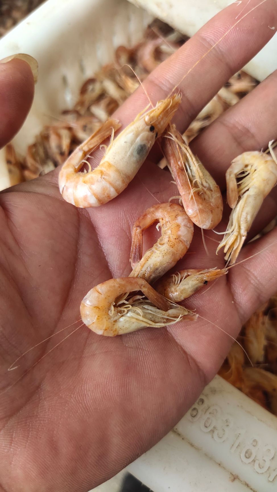 黑壳虾 渤海湾草虾  黑虾灰虾 婆婆虾大量出货中