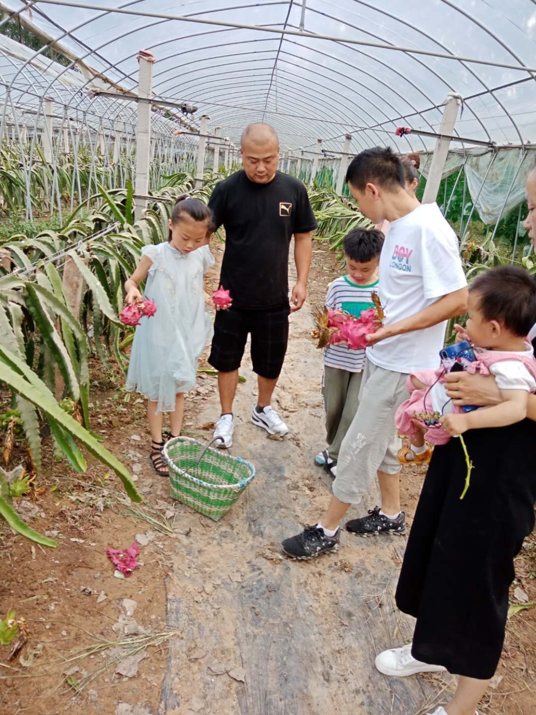  蜜宝红芯火龙果，自家种植滴！