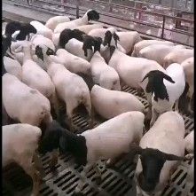 黑头杜泊绵羊一手货源黑头杜泊头胎怀孕母羊，