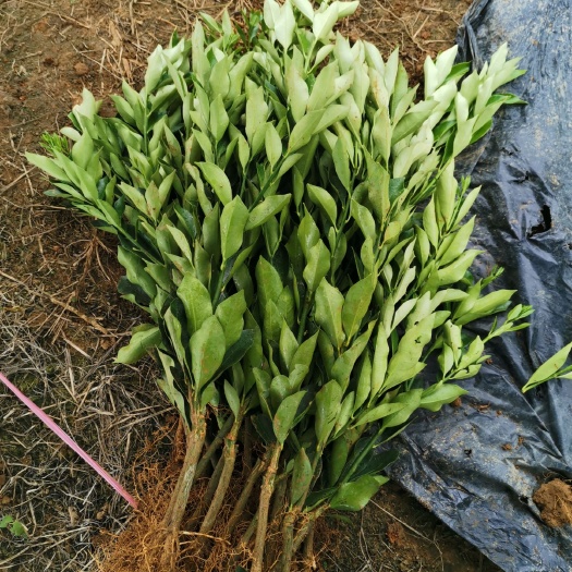 阳朔县脆蜜金柑苗  纯正脆蜜金柑杯苗