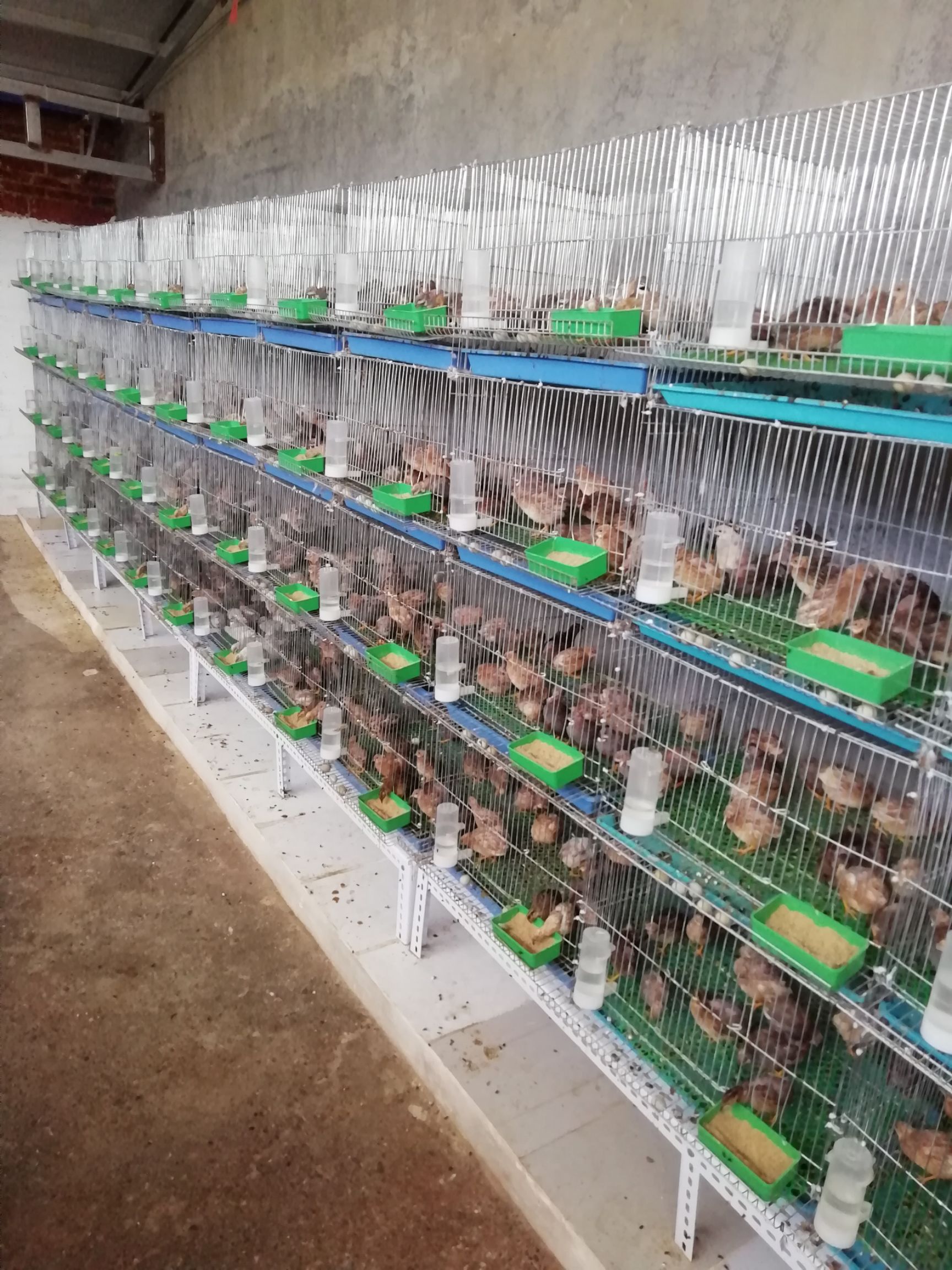 桂花雀，芦丁鸡种鸡