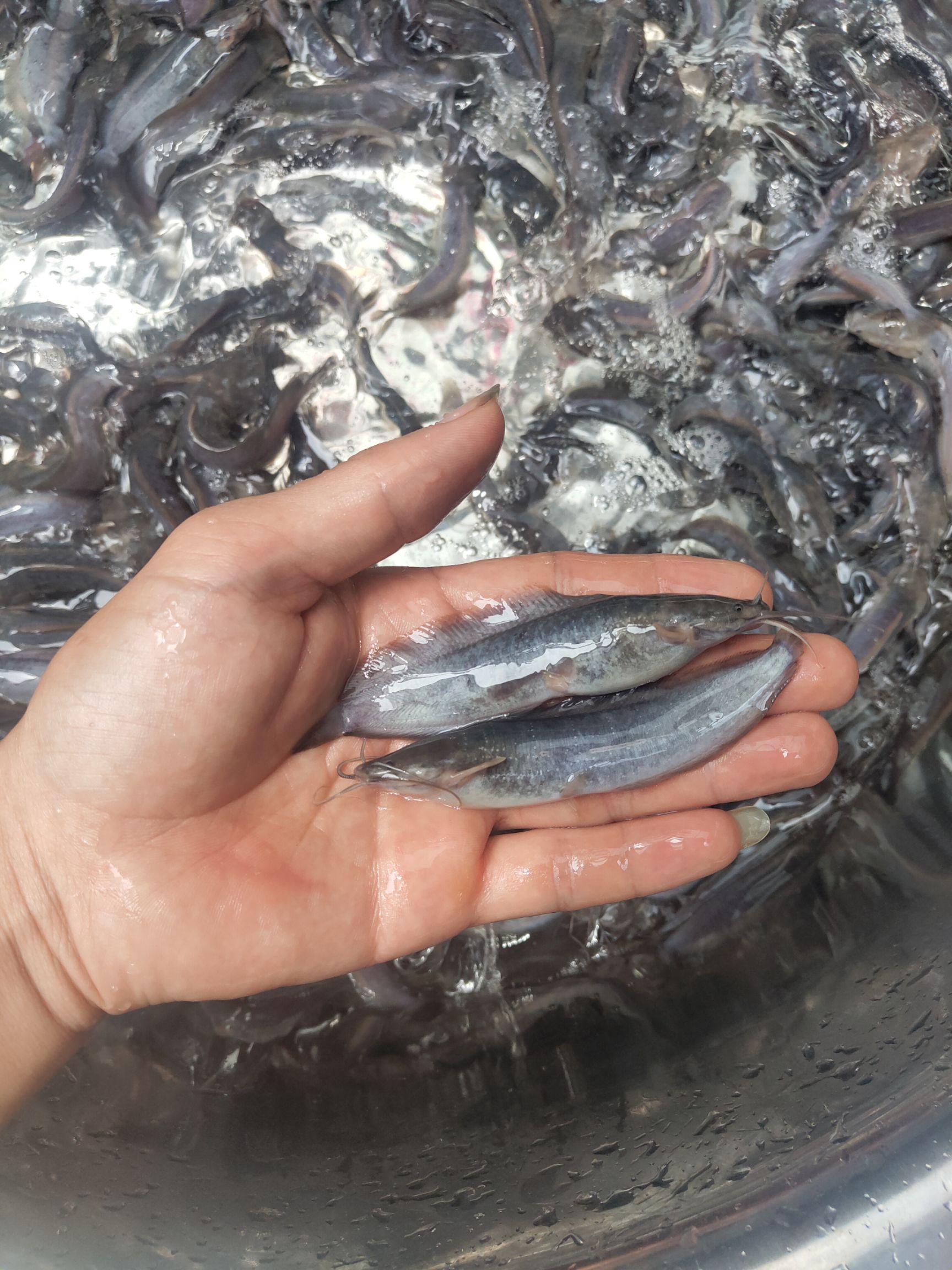 塘鲺苗多规格也有澳洲小龙虾，黑鱼