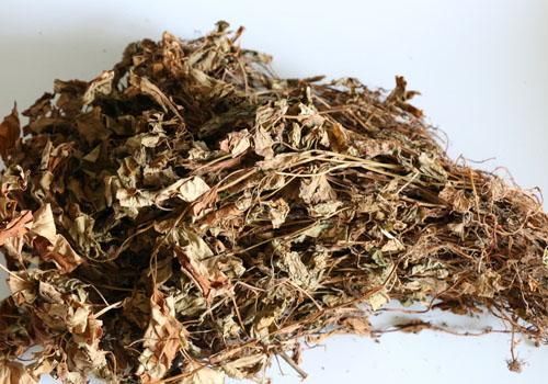 重庆市 鱼腥草出售