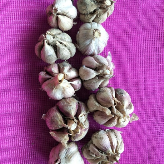 松桃县 大蒜销售