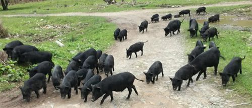  净土九寨藏香猪优质种猪常年供应年猪藏香猪基地接受团队私人定
