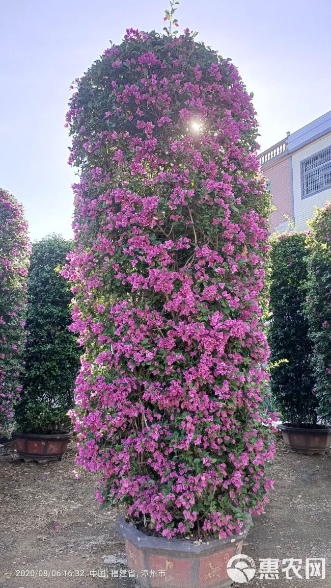 紫花三角梅  紫色花三角梅柱，紫色花造型三角梅桩景，紫色三角梅盆景高度3米