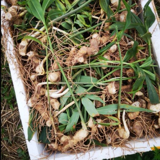 岳池县黄精种苗 黄精苗  根茎大   成活率高