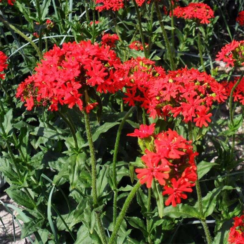  剪秋罗种子大花剪秋罗多年生可切花 四季播种花海花卉种子