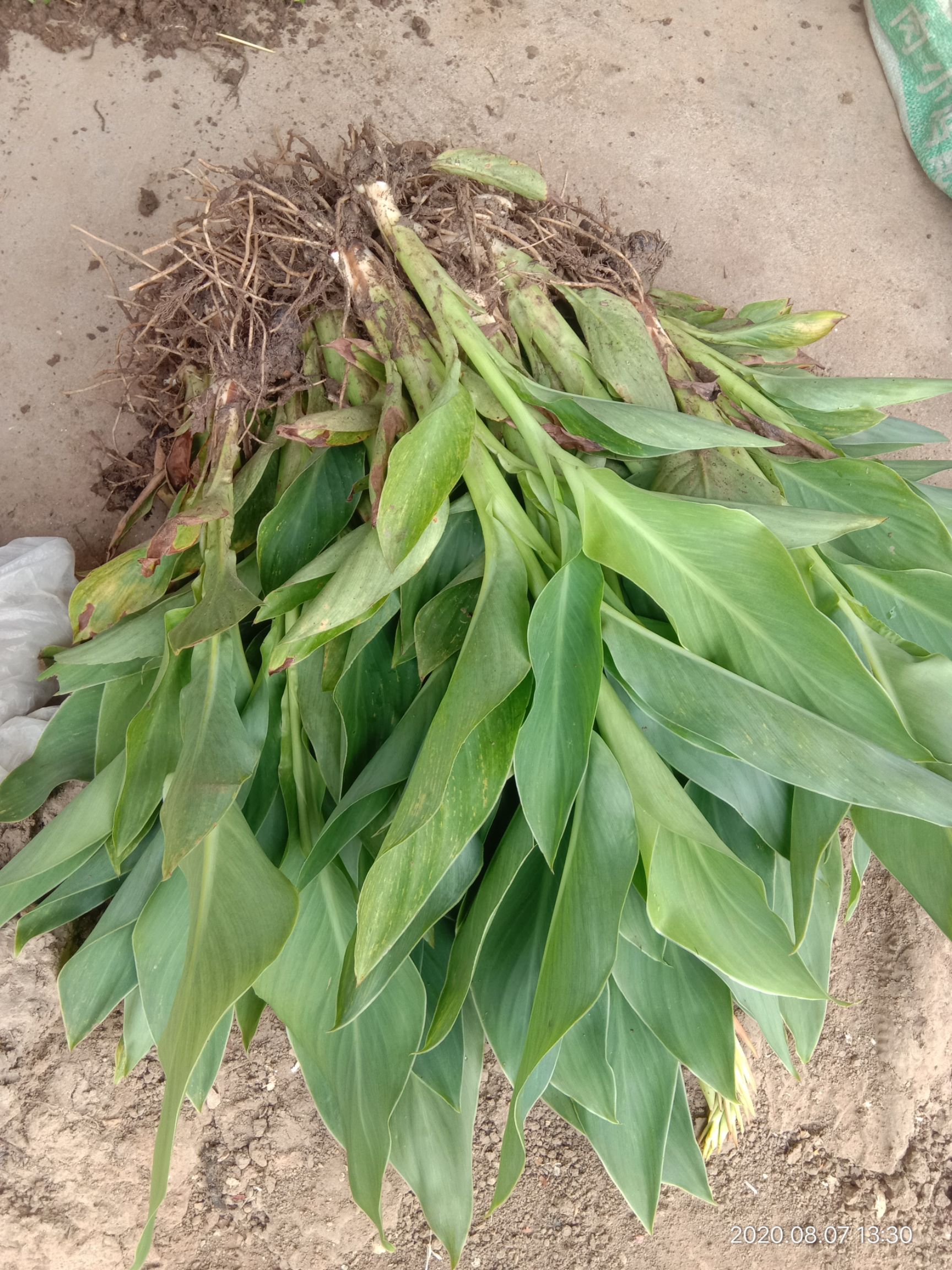  红花黄花金脉紫叶矮化美人蕉根芽种苗