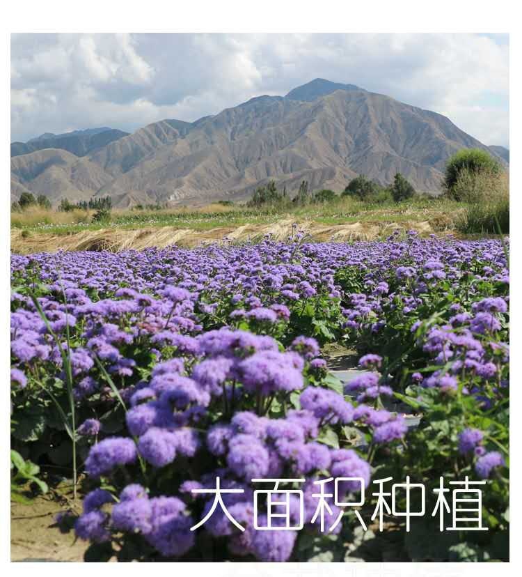  霍香蓟种子果园优良绿肥保土保肥保湿防虫放红蜘蛛蓝色花种籽