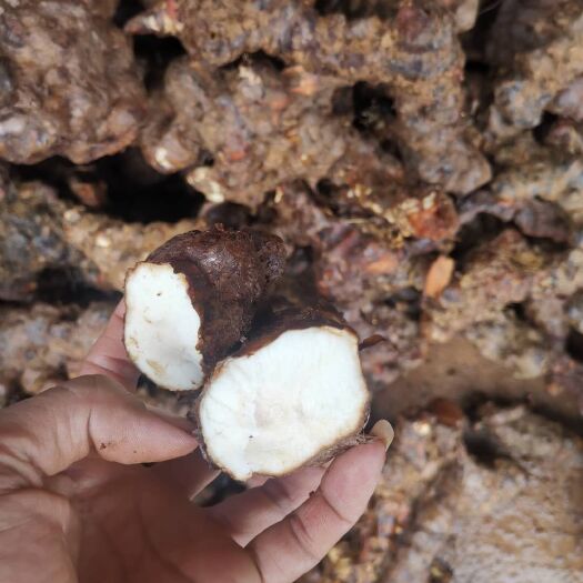 绿春县 云南土茯苓白肉，大中小条
