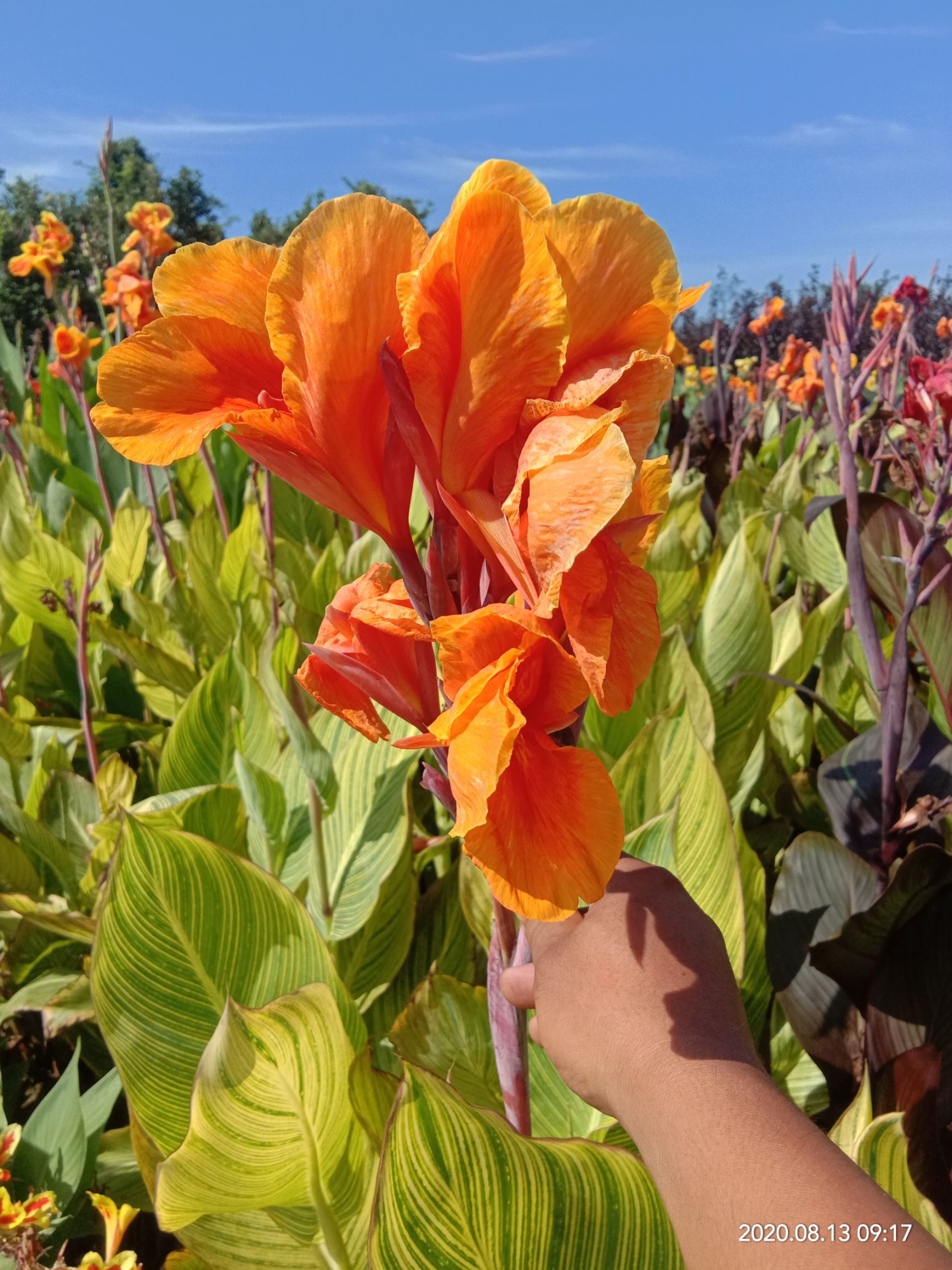  红花黄花金脉紫叶矮化美人蕉根芽种苗