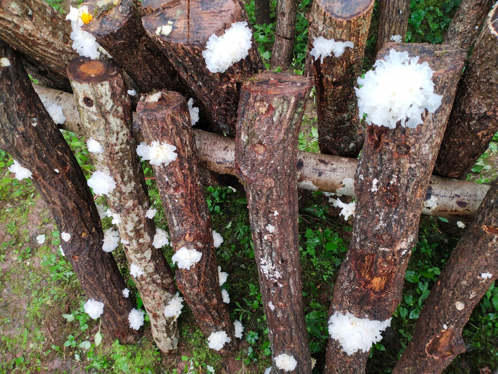 【送礼优选】巴中通江椴木银耳【一级雪耳】无硫熏农药 新年送礼