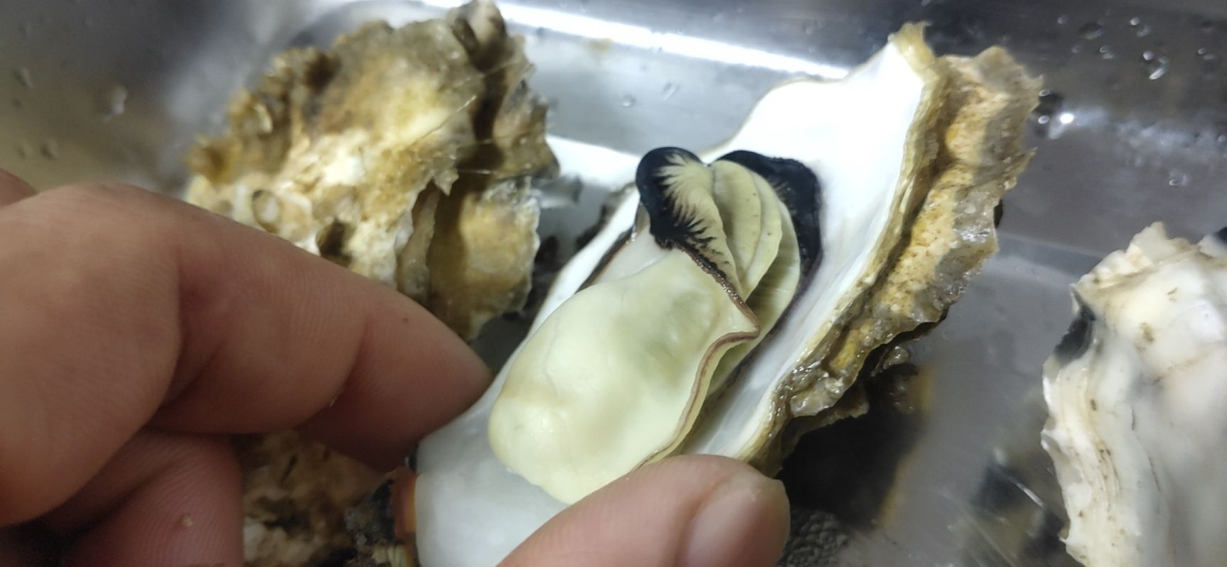 福建生蚝 上海生蚝批发，全年不断货，稳定供货，送货上门
可以作为团购用