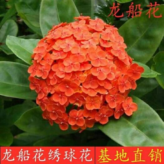  龙船花盆栽带花 绣球花四季开花植物庭院阳台室内好养绿植花卉苗