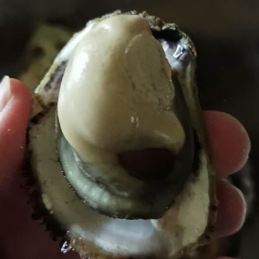 上海福建生蚝 上海生蚝批发，全年不断货，稳定供货，送货上门
可以作为团购用