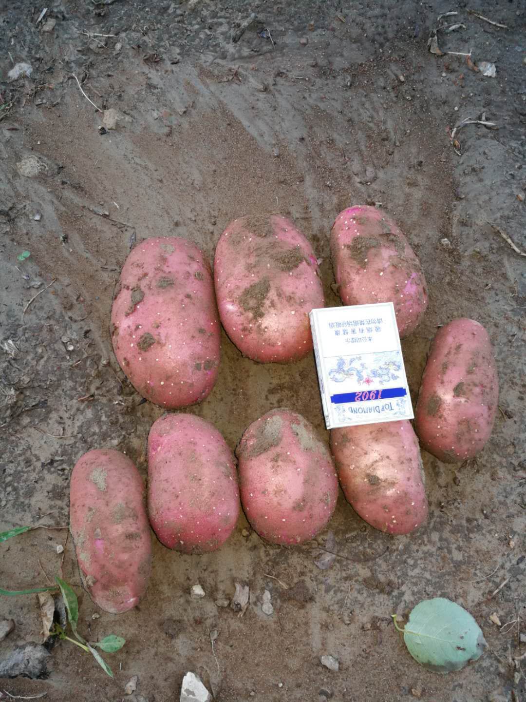  刚上市土豆，红薯，质优价廉欢迎选购