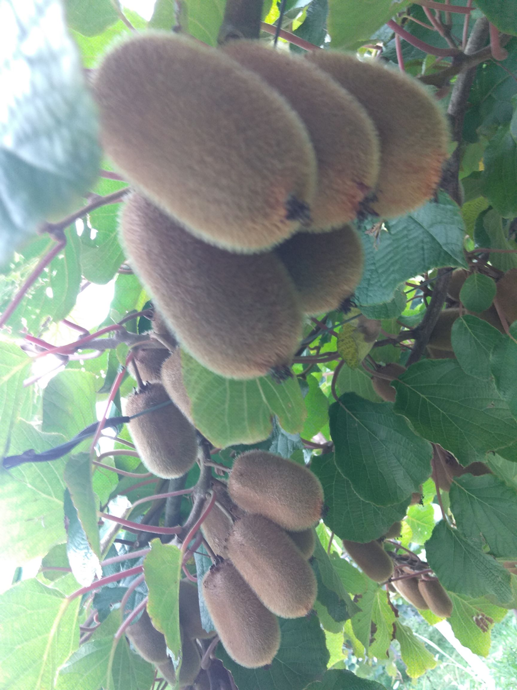  2000亩贵长绿心猕猴桃，产于绿水青山，源于自然而然。