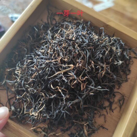 吉首市保靖黄金茶 湘西黄金茶