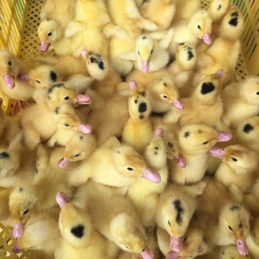 南宁半番鸭苗  半番鸭