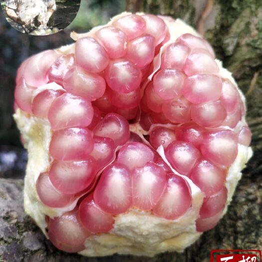 蒙自市 云南蒙自甜石榴观颜当季新鲜水果自家种植现摘现发