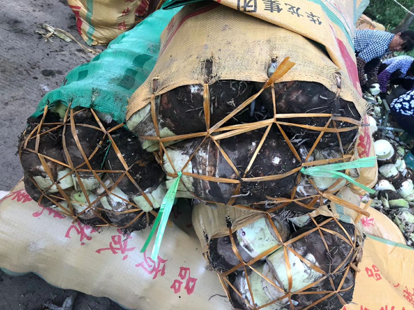  福建芋头，专接超市、电商！
