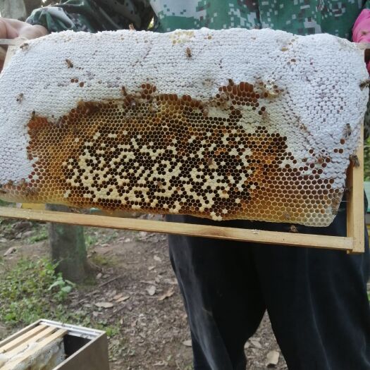 重庆市 中蜂高山纯土蜂蜜1500斤左右须出售