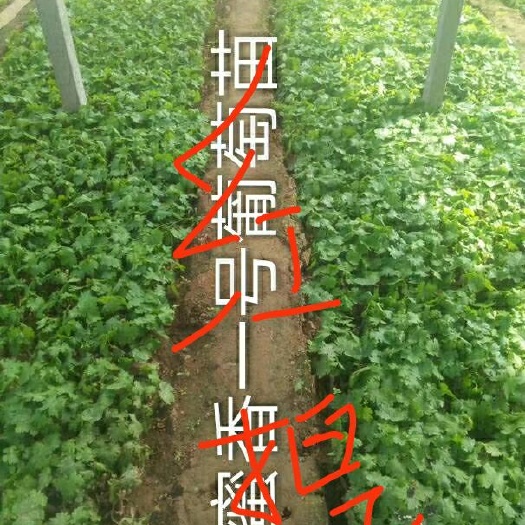 寿光市 大量出售红芭拉多葡萄苗，巨峰葡萄苗，葡萄苗品种纯正，