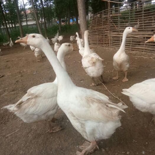 滑县农家土鹅 价格优惠，急需出售，