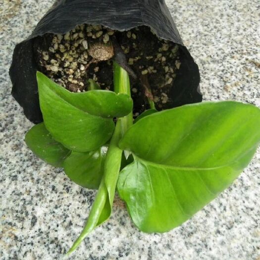 漳州 大叶绿萝扦插苗/室内盆景盆栽花卉客厅摆放叶片大可做盆景苗
