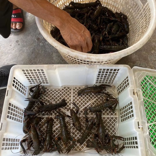 中山市澳洲淡水小龙虾1-2两