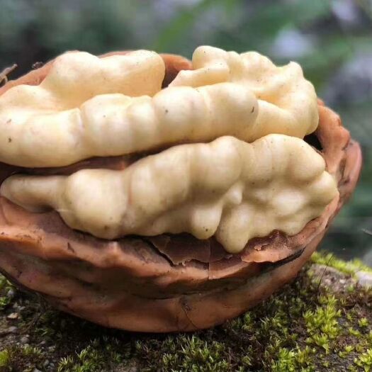 盐源县 大凉山盐源嫩核桃/大优核桃/嫩核桃/鲜核桃/坚果