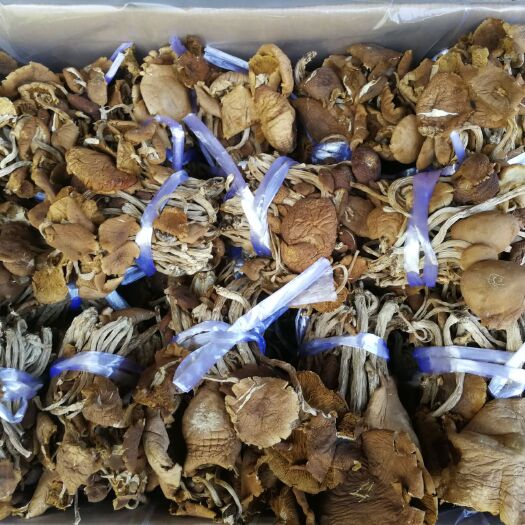 广昌县广昌5号茶树菇  2020年  新茶树菇5号  开伞普通茶树