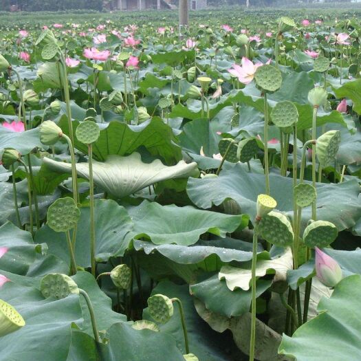 石城县 石城白莲，通芯的没有通芯的都有