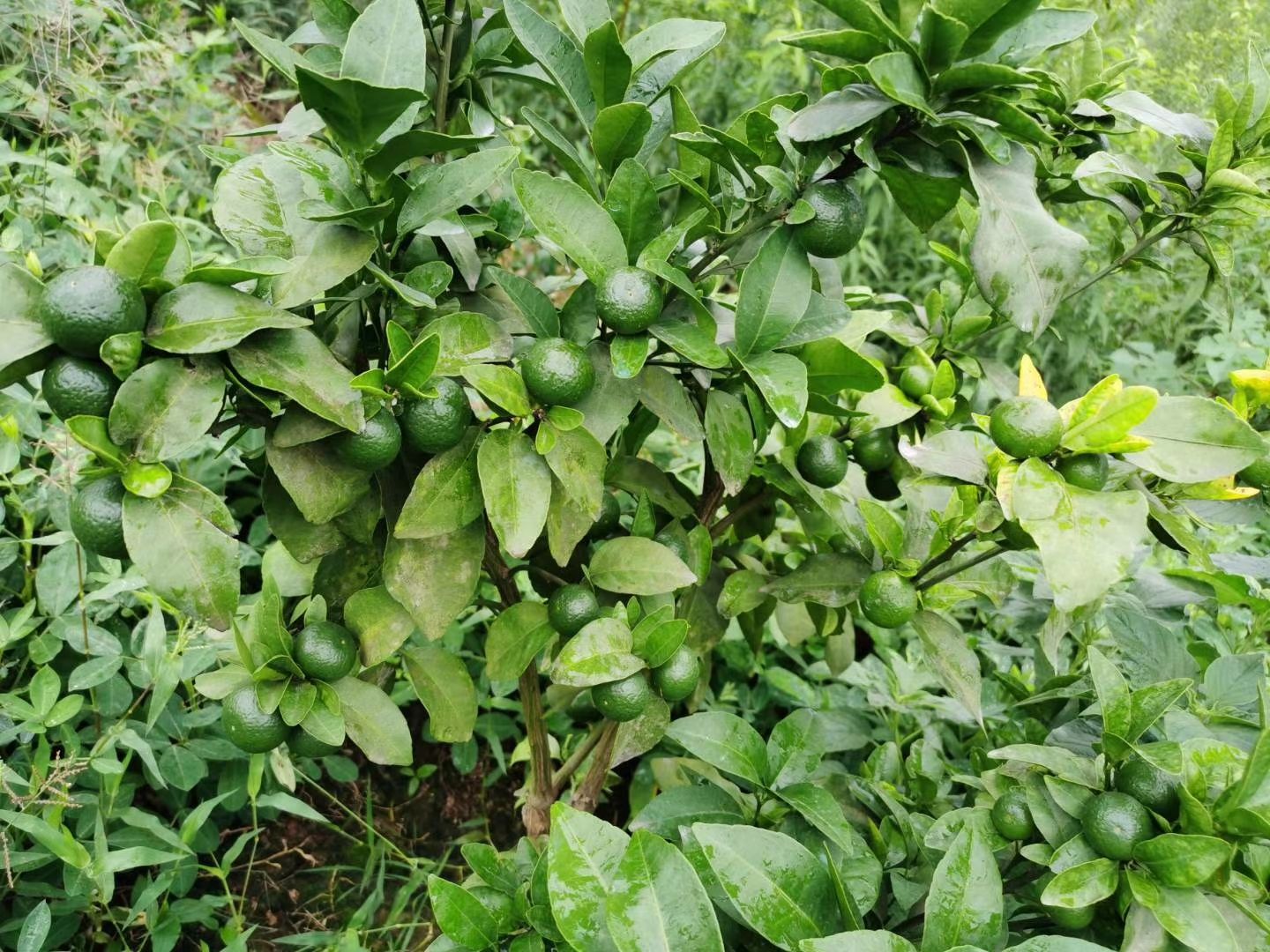 091无核沃柑苗 爱媛，沃柑，明日见，各种柑橘嫁接苗批发，零售