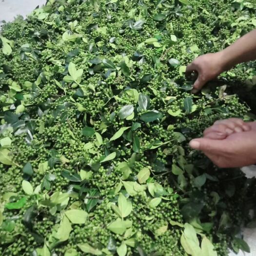 汉源县汉源青花椒