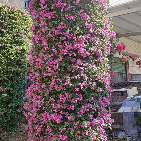 紫花三角梅  紫色花三角梅柱，紫色花造型三角梅桩景，紫色三角梅盆景高度3米