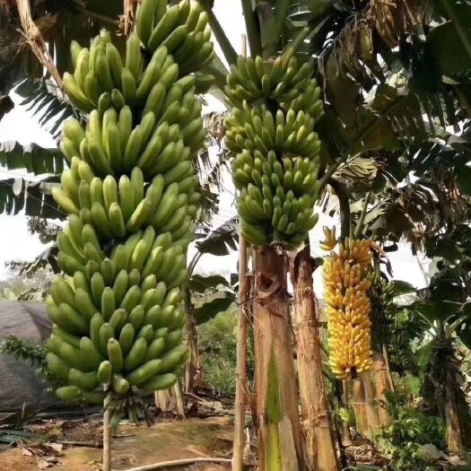 中蕉9号香蕉苗  香蕉苗，桂蕉一号，小米蕉
抗病强，产量高。