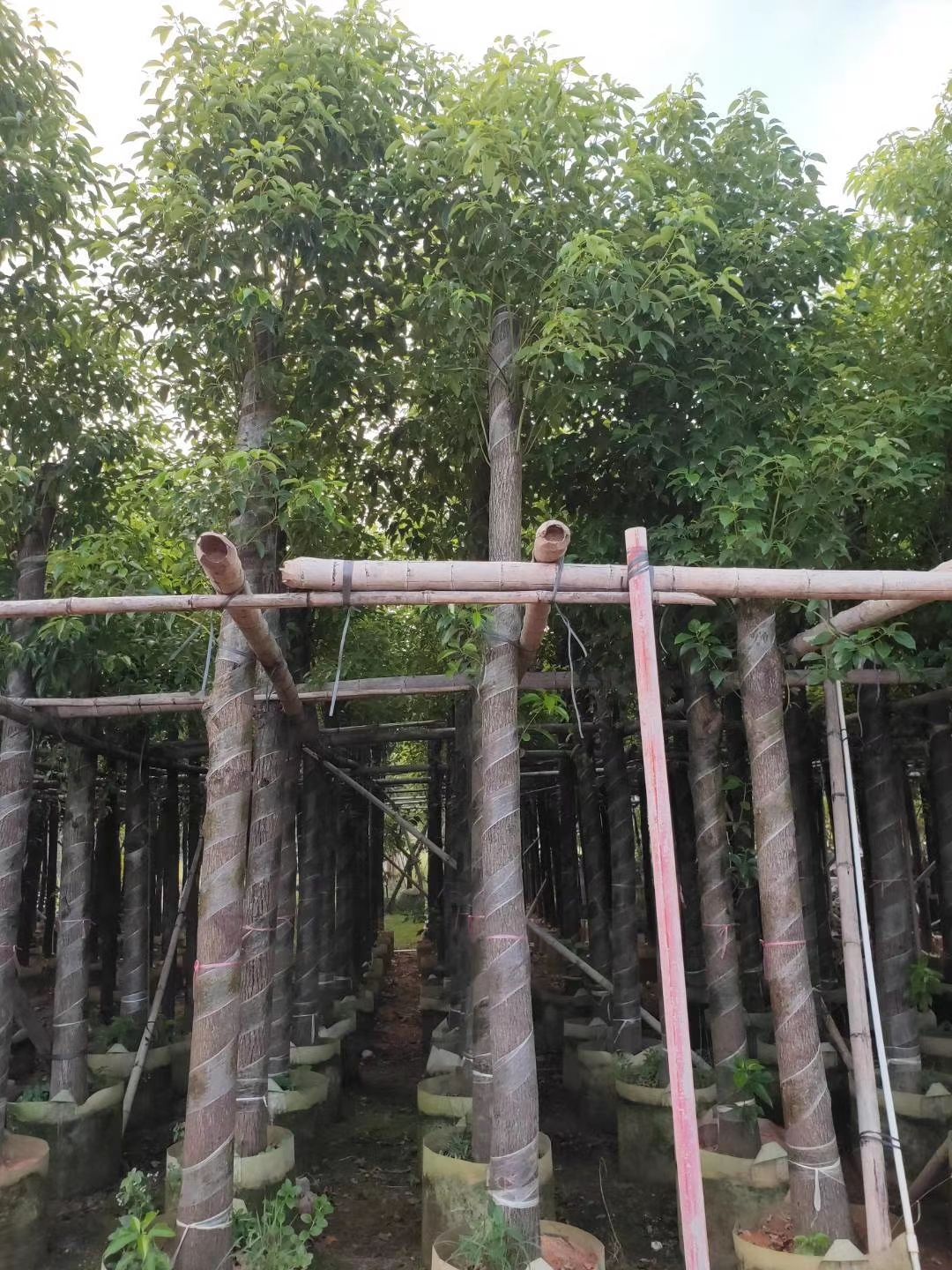 小叶樟  香樟3-40公分